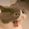 greedy___cat
