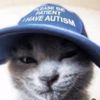 kitten_connoisseur
