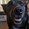 nadulanicklebackfan