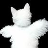 foxll.7