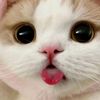 rimi8282