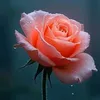laura.70ciao