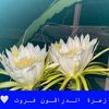 أبو محمد مشتل زهرة الليل