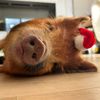 FinlaytheKunekune