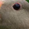mother_gooses