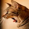 catlingy