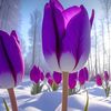 tulip12095