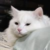 roaringcat