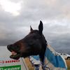 mayday_the_horse