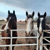 red.roan.rabbit
