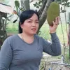 dangluan66