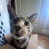 bequeathcatuponye