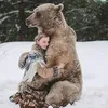indyscot_bear