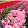 efsan77_77