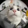 conqueringcat