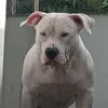 jackie_tequila_bully