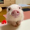 🐷☀️れっぷあ🌸🐷