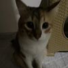 mimsisoo
