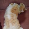 cat_loverskucing