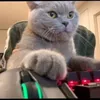 cat.gamer.7