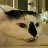 viagra_fun