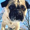 snow_pugs