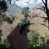 afanti86
