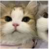 tuckermykittykat