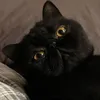 misskisulkens