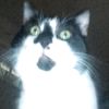 foopygoop
