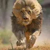 yussufmohamed593