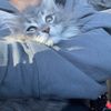 cat_vigil