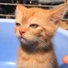 gatotechero08