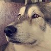nori_the_floof