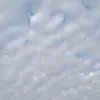 hoyk_tea