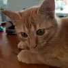 sysraaaa