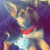 kingg_gsd