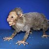 goblinrat_