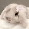 Daisy 🐇