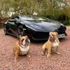 bulldogbruvs