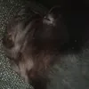 rubesutv
