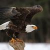 eagleny21