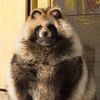 thicctanuki