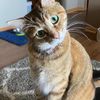 mayacat37