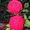 annita572