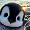_mrpenguin