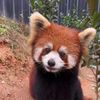 The daily life of a red panda