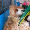 flufgigi