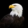 _ᴇᴅɪᴛ 🦅