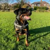 Rottielemonsherbet